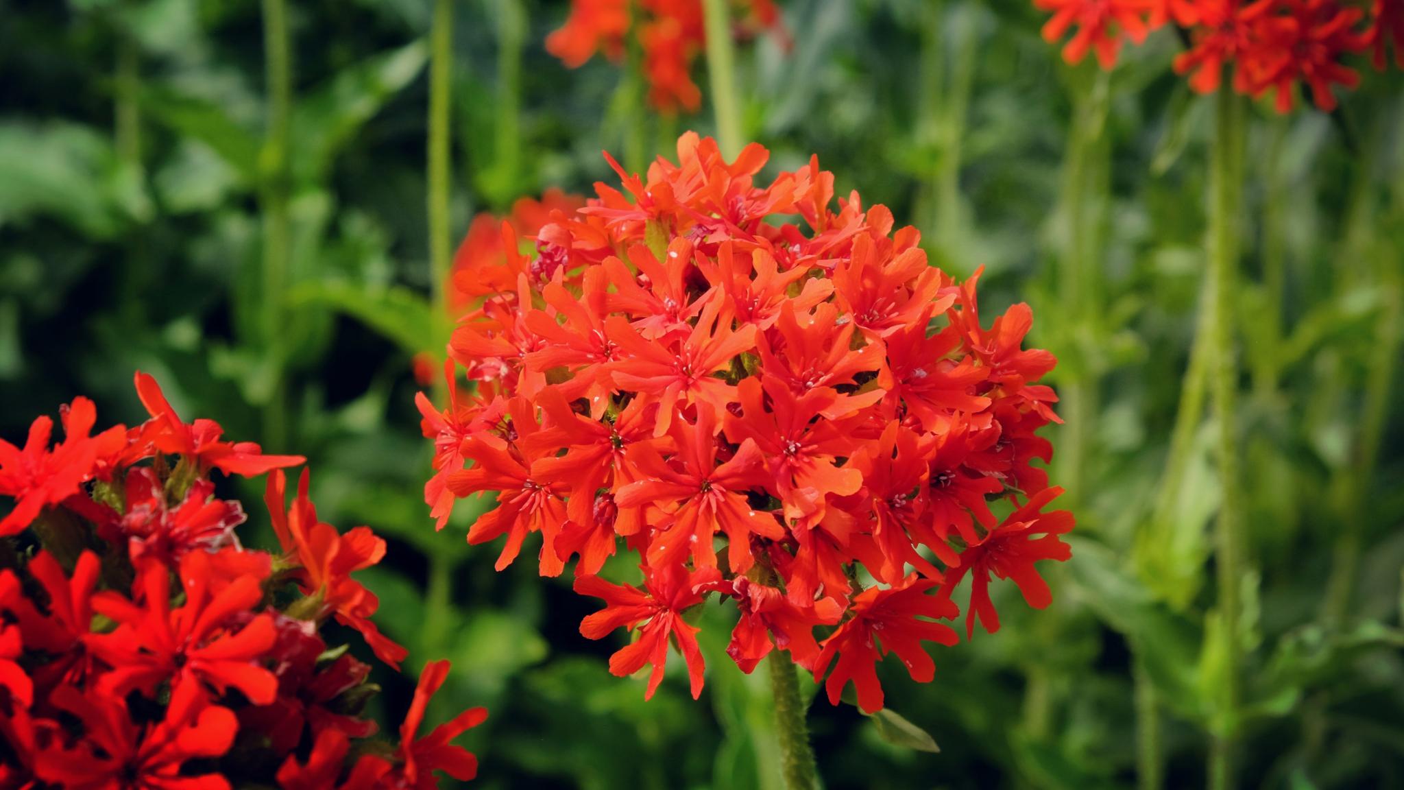 Lychnis Chalcedonica 